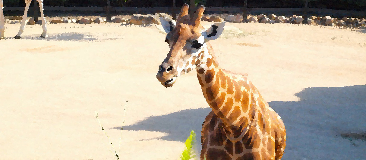 Taronga Zoo - Sydney, New South Wales